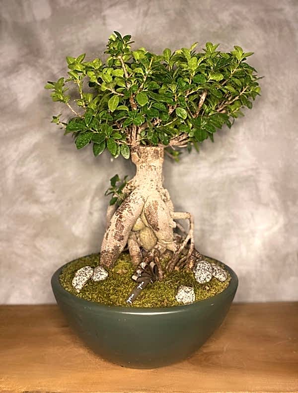 bonsai ağacı bakımı