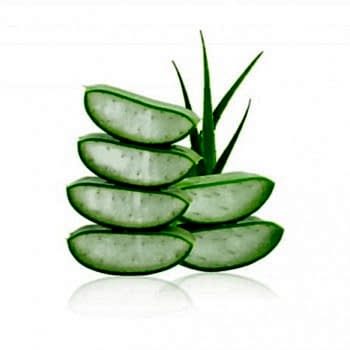 Aloe Vera Çiçeği