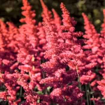 Amaranthus Çiçeği