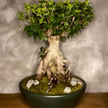 Bonsai Ağacı Bakımı, Sulaması ve Çoğaltması