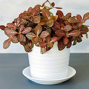 Fittonia Bakımı