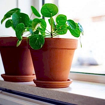 Pilea Çiçeği